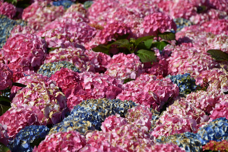 Farmed colorful outdoor flowers field detailの写真素材