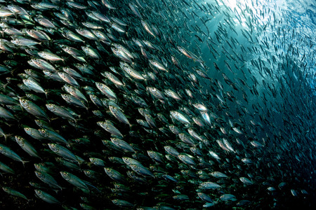 inside a giant sardines school of fish bait ballの写真素材