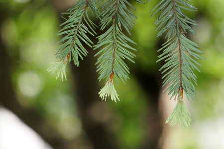 newborn green pine branch detail
