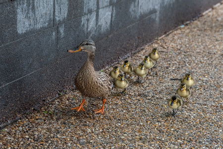 duck family mother and puppy in a line crossing the street in washington dcの写真素材