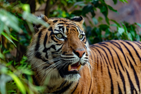 sumatra tiger portrait close up while looking at you on grass background