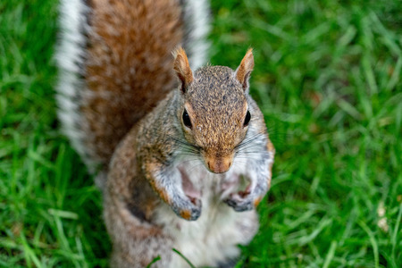 american grey squirrel on the green portrait