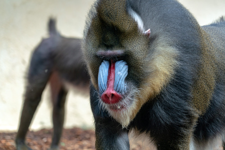 Mandrill Monkey close up portrait while looking at youの写真素材