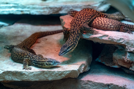 Varanus acanthurus asian lizard portraitの写真素材