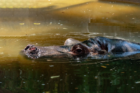 hippo hyppopotamus close up portrait  in waterの写真素材