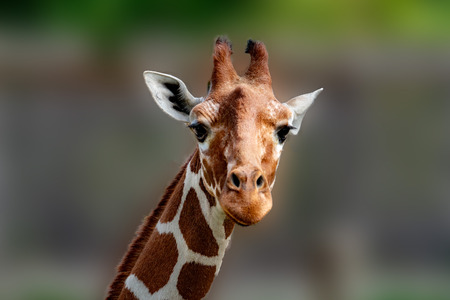 Tanzania giraffe close up portrait looking at you