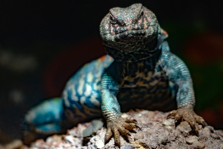 Ornate mastigure african lizard portrait isolated on black