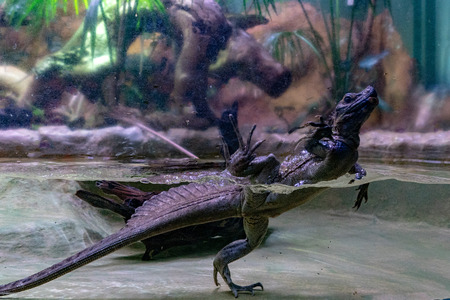 Water lizard close up portraitの写真素材