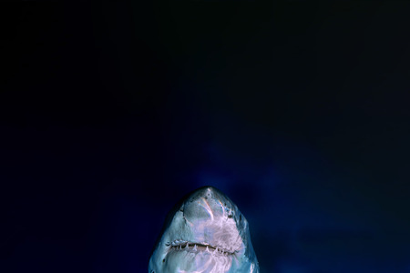Great White shark jaws while coming on deep blue ocean background