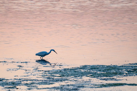 Vendicari Saline bird reserve retreat at sunsetの写真素材