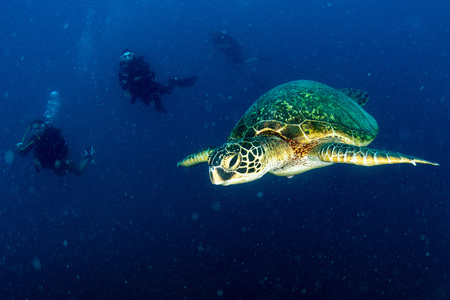 Sea Turtle portrait close up while looking at you and swimming in the deep blue oceanの写真素材