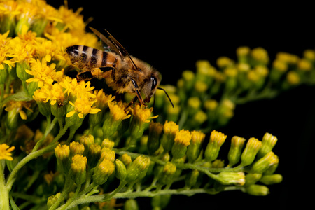 bee collecting pollen on yellow flower macro detail