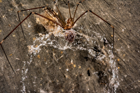 female spider with eggs close up macroの写真素材