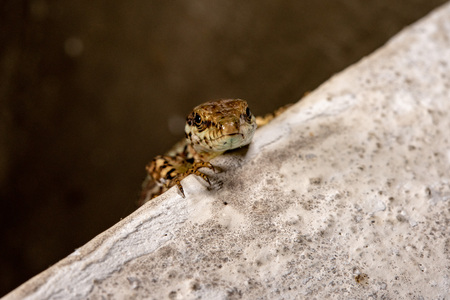 european lizard macro detail portrait looking at you