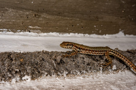 european lizard macro detail portrait looking at youの写真素材