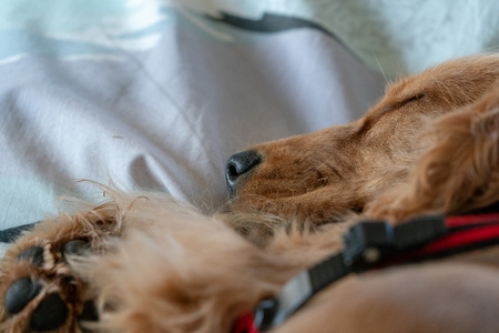 adorable puppy dog cocker spaniel sleeping on a sofa couch
