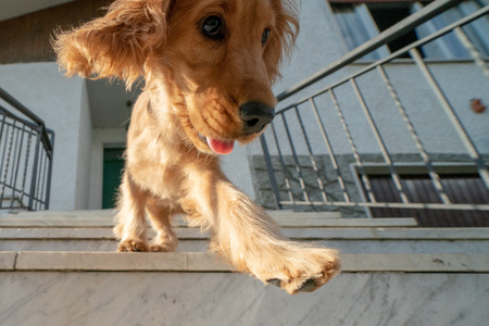 puppy dog cocker spaniel portrait while going down from stairway