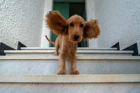 funny puppy dog cocker spaniel portrait while going down from stairway