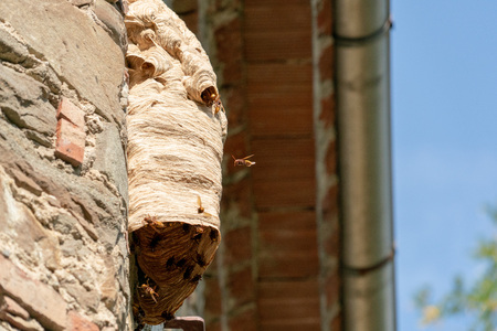 Big wasp hornet nest on old wallの写真素材