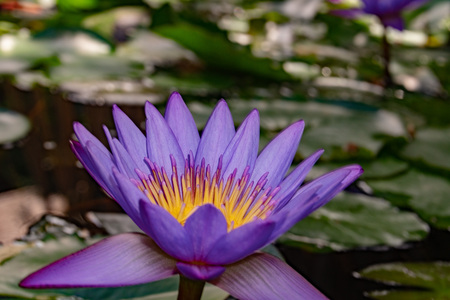purple lily flower in french polynesia