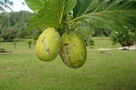 bread tree fruit in french polynesia