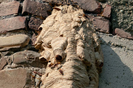 Big wasp hornet nest on old wall