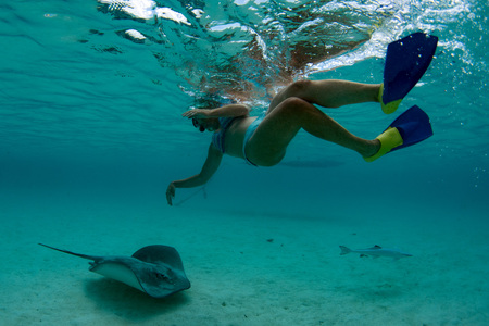diver and sting ray in moorea french polynesia