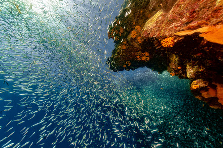 inside a giant sardines school of fish bait ballの写真素材