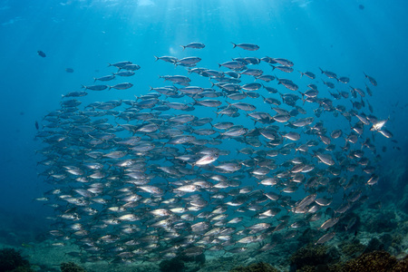 inside a giant sardines school of fish bait ballの写真素材