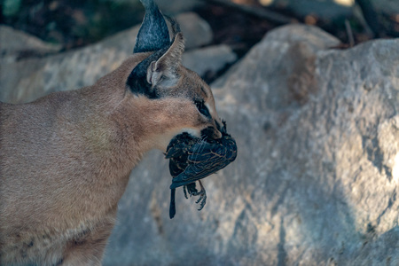 Caracal wild cat close up portrait hunting a bird