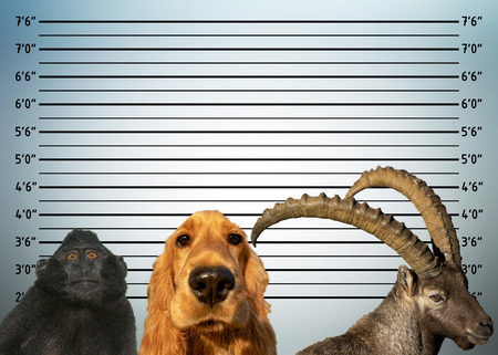 animal police mugshot line up dog monkey steinbock deerの写真素材