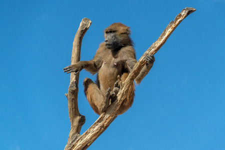 guinea baboon monkey ape portrait
