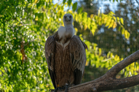 griffon vylture bird of prey close up portraitの写真素材