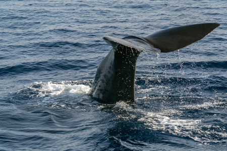 Sperm whale in the blue mediterranean sea tail going down