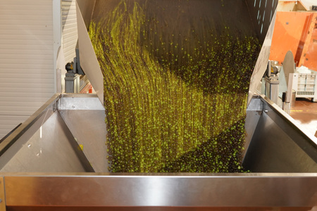 virgin olives oil mill factory in Italyの写真素材