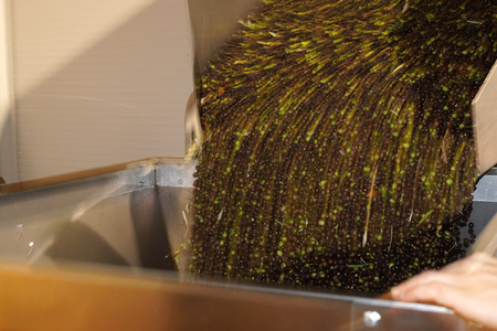 virgin olives oil mill factory in Italyの写真素材