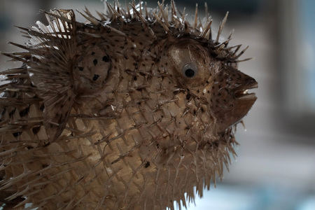 puffer fish  objects for sale in a shopの写真素材