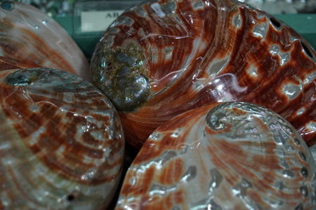shell and marine life objects for sale in a shop