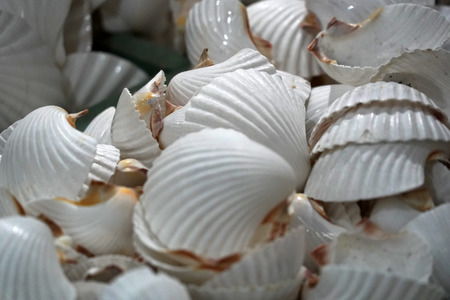 shell and marine life objects for sale in a shopの写真素材