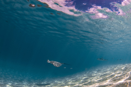 snorkeling with Stingray in french polynesia