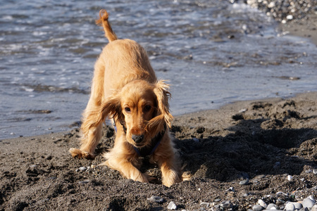 young dogs puppy playing on the beach cocker spaniel and golden retrieverの写真素材