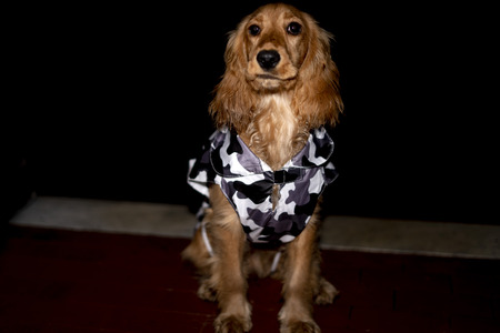 adorable puppy dog cocker spaniel portrait with militar raincoatの写真素材