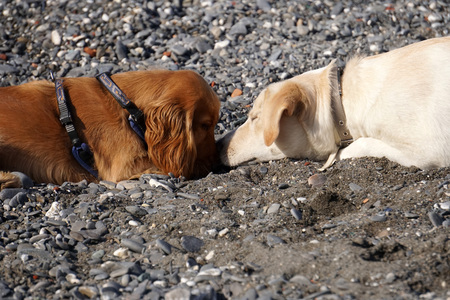 young dogs puppy playing on the beach cocker spaniel and golden retriever