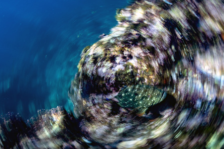 move twist effect inside a giant sardines school of fish bait ball