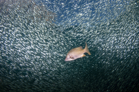 inside a giant sardines school of fish bait ball