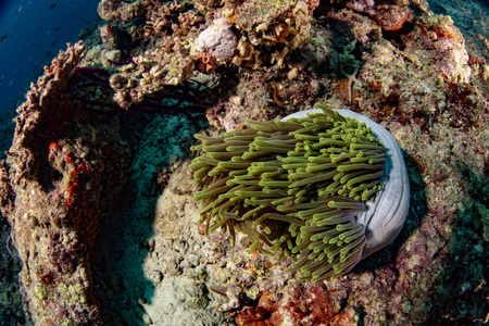 colorful underwater landscape with anemone Clown fish on deep blue ocean in maldivesの写真素材
