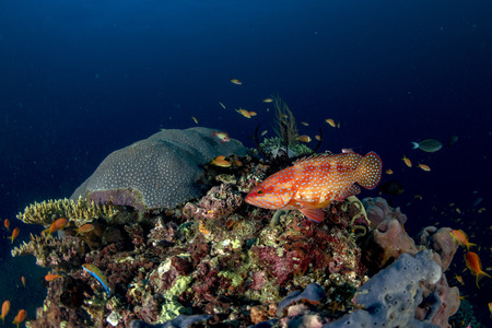 Maldives corals house for Fishes underwater landscape
