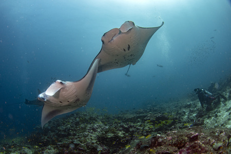 Manta in the blue background while diving maldivesの写真素材