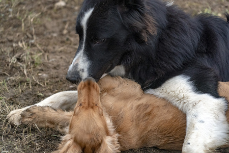 in love kissing puppy dog cocker spaniel jumping and border collie in the courtyard
