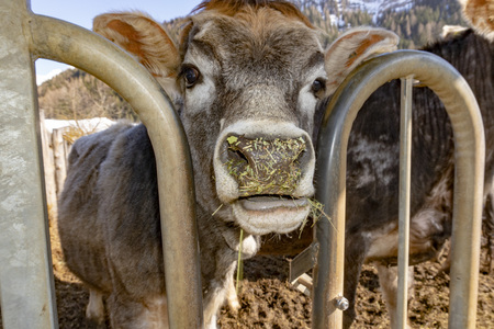 funny face cow looking at youの写真素材